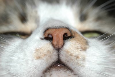 Gowron Nose