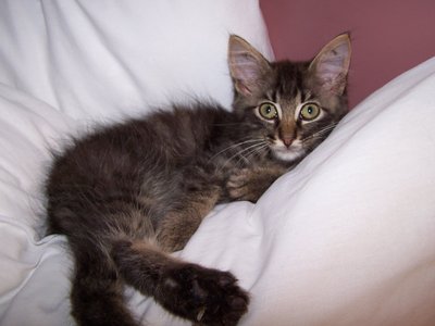 Tony In Pillow